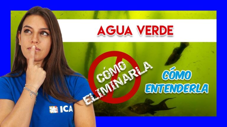 Lana de roca: Solución eficaz contra la proliferación de hongos
