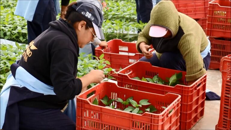 Crecimiento del Mercado de la Lana de Roca: Oportunidades y Desafíos